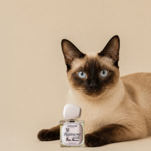 Siamese Cat